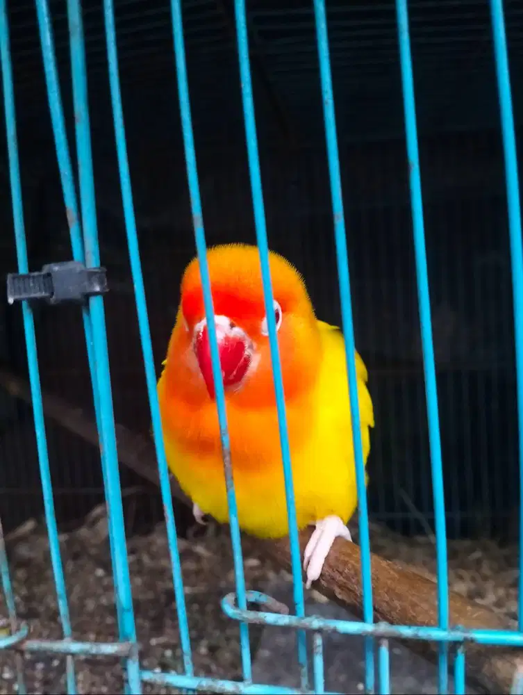 Lutino mm Bety birahi