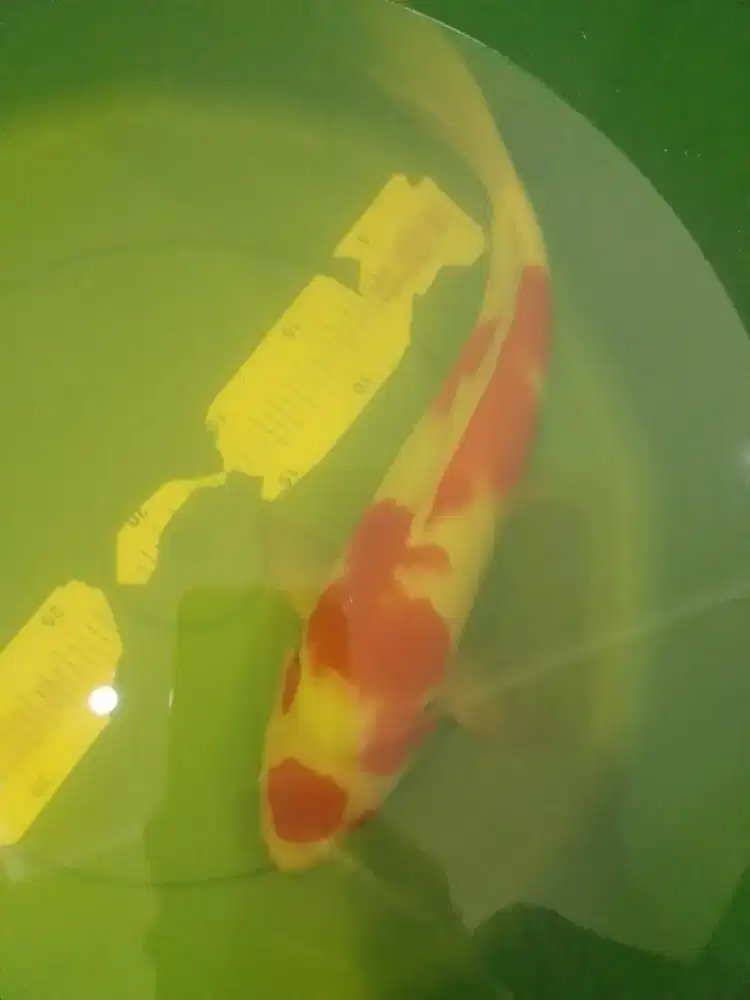 Ikan koi jenis Kohaku pola maruten 34cm