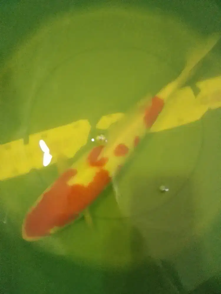 Ikan koi jenis Kohaku 36cm bagus