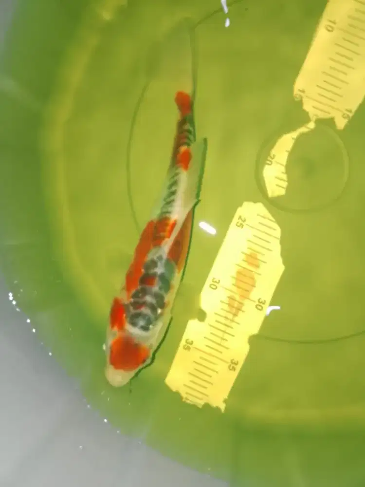 Ikan koi jenis Kujaku Doitsu 28cm bagus warna merah