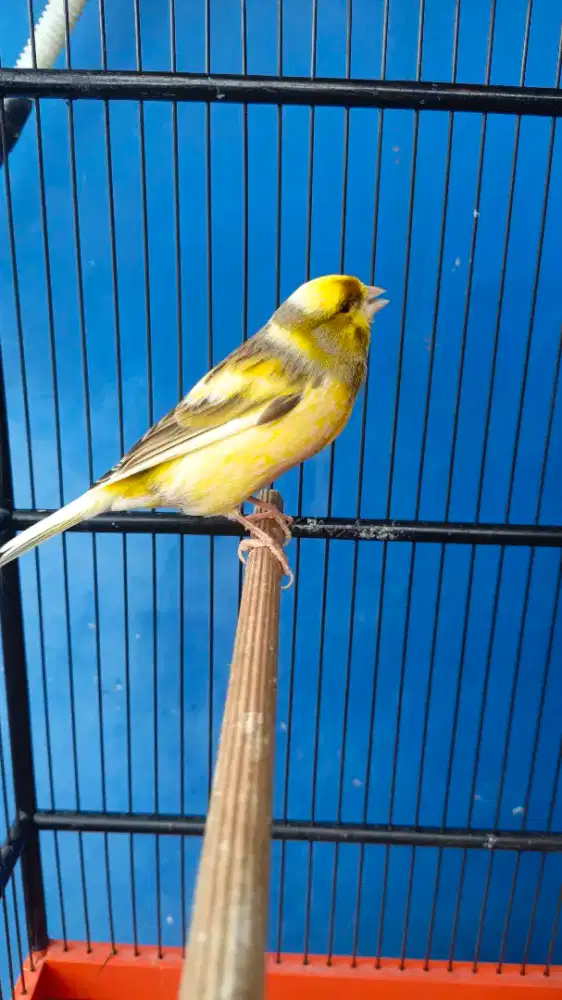 Kenari f1 suara kenari waterslager