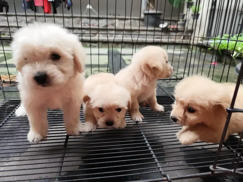 Jual Maltipoo DOB 1 Jan 26