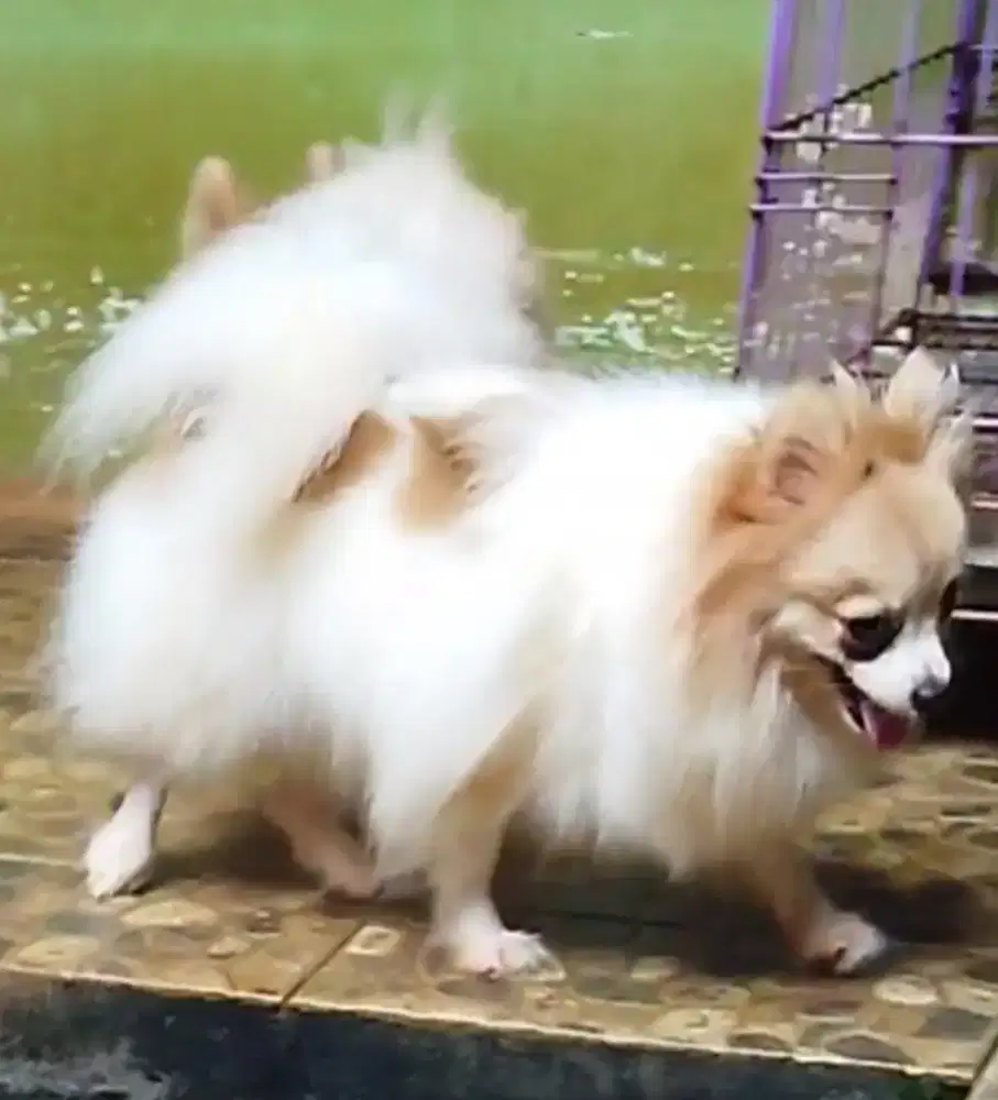 Betina mini pom stb vaksin