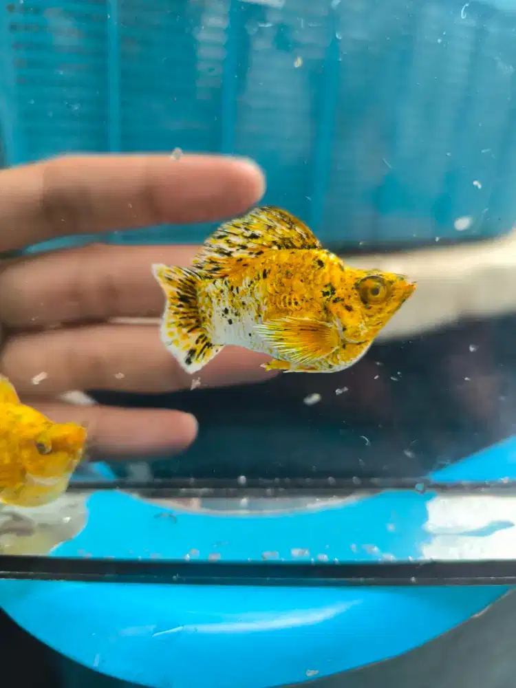 Molly Balon Gold fullmask Jumbo