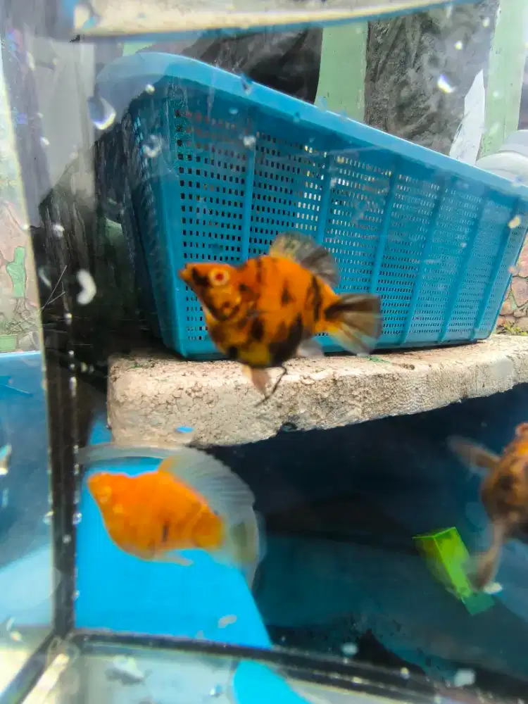 Molly Balon Albino Choco Zebra