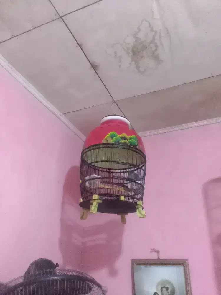 Perkutut lokal udh rajin fulset 100