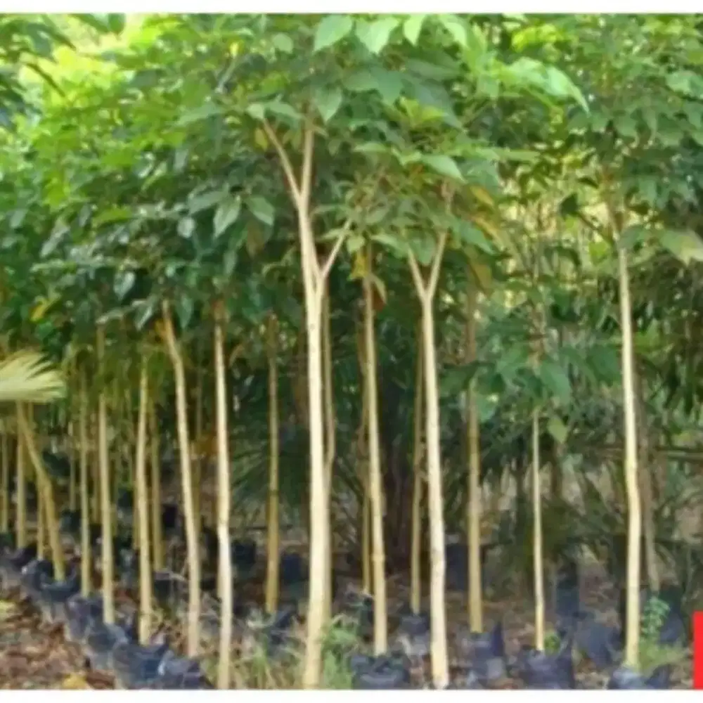 Pohon Tabebuya Rosea tinggi 3 meter