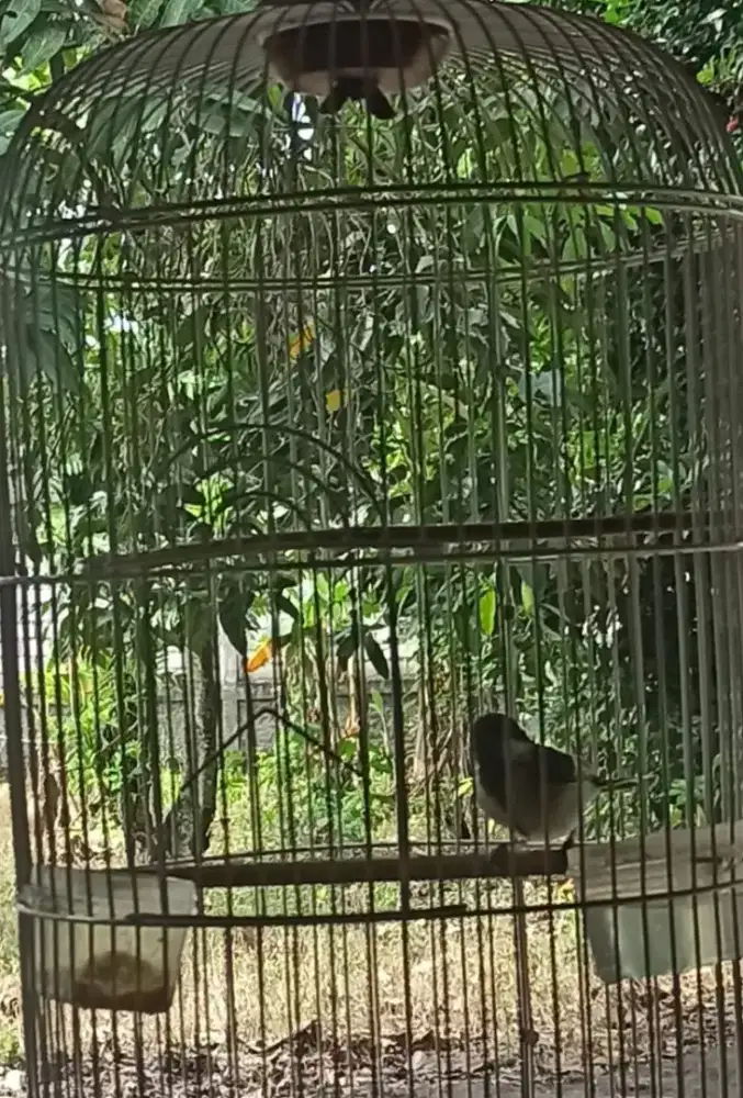 Gelatik wingko voertot