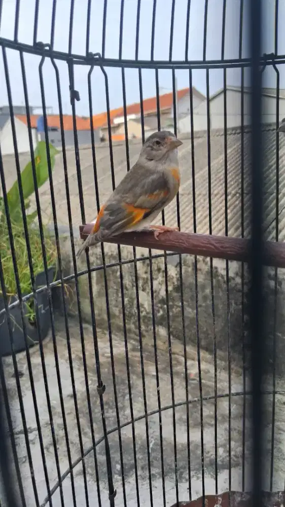 Betina redsiskin 1 thn