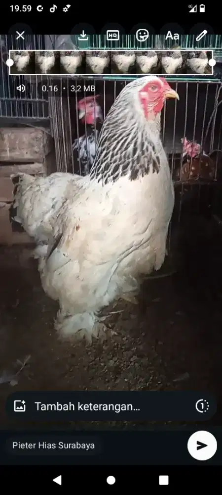 Ayam Brahma betina induk