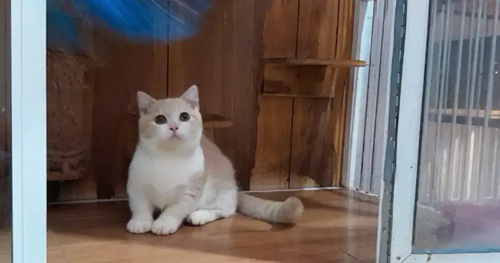 Kucing kitten munchkin bsh cream bico