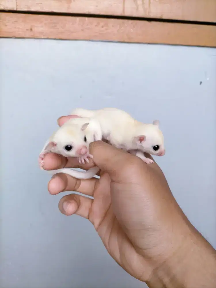 Sugar glider baby Leucuistic