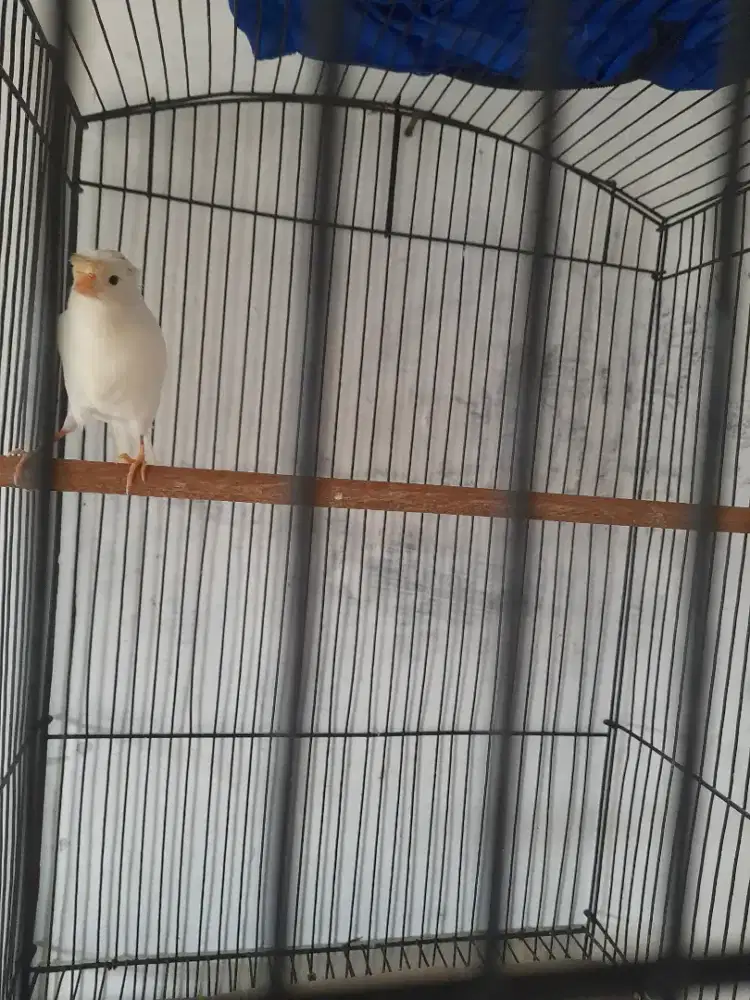 Kenari putih jambul jantan