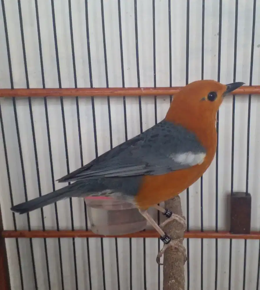 Burung Anis Merah ring Zainal