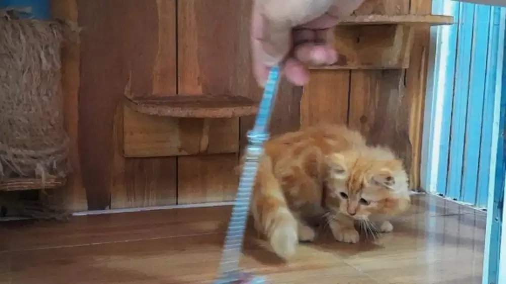 Kucing kitten munchkin red marble betina