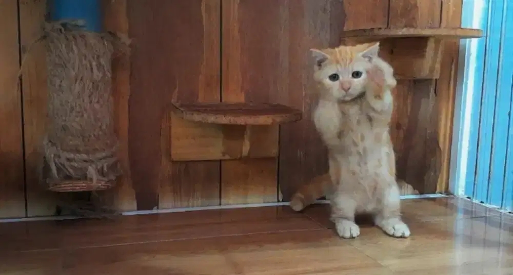 Kucing kitten munchkin red marble betina