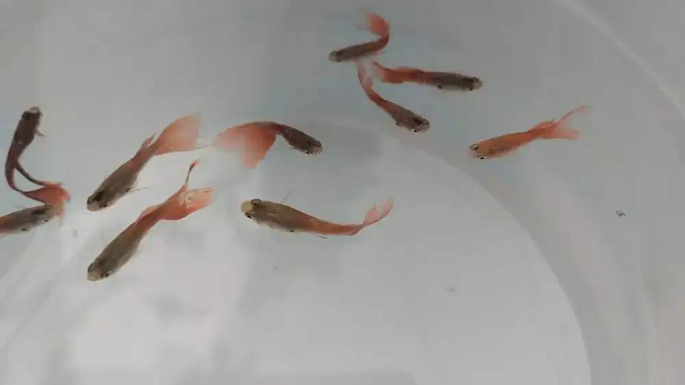 Ikan Gufy Cantik Penghias Ruangan&Bisa juga diluar ruangan kolam