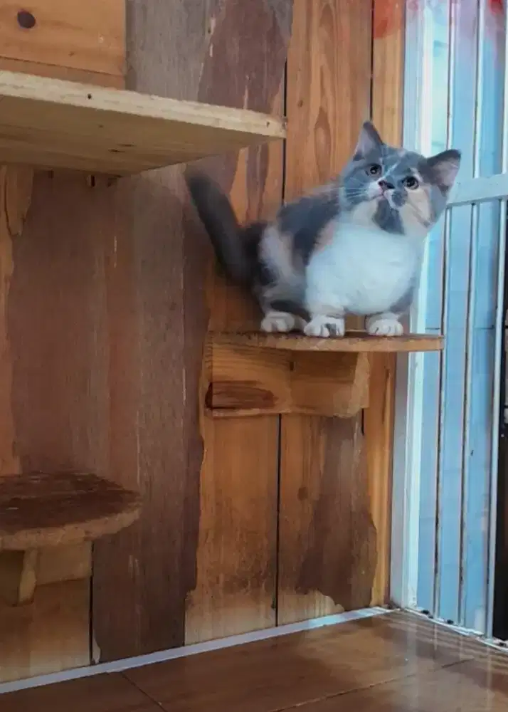 Kucing kitten munchkin bsh dilute calico top standart