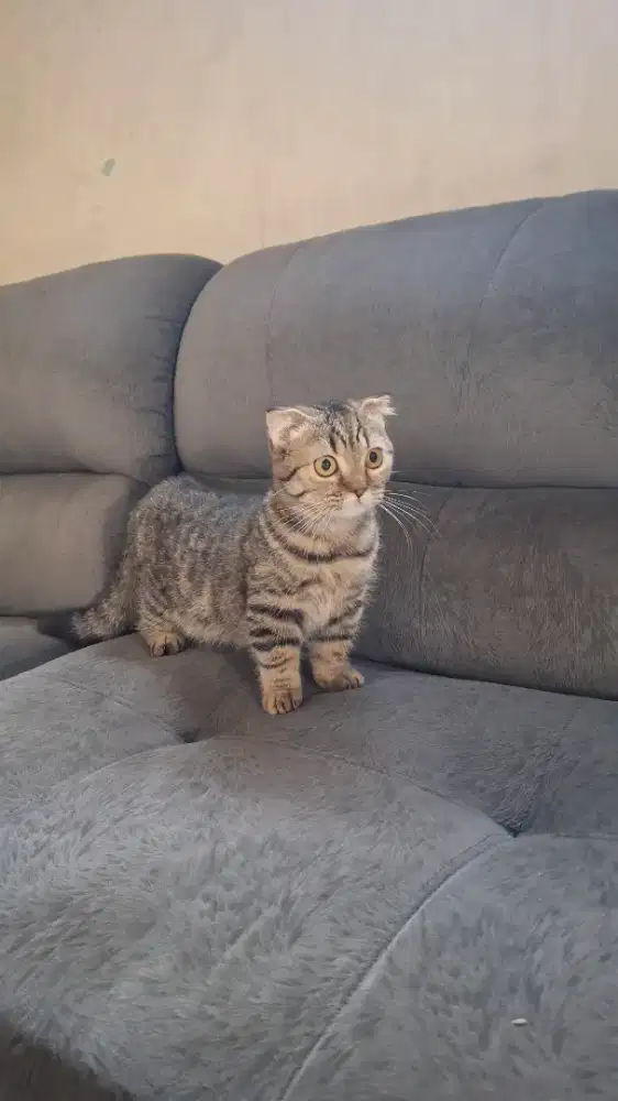 Munchki  gaelic fold