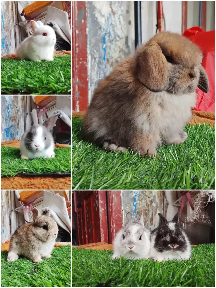 Kumpulan kelinci lucu lucu