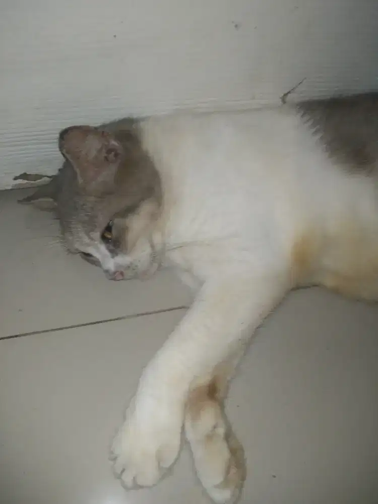 Dibutuhkan Cat Sitter