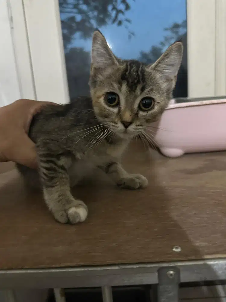 Free Adopt Kitten Kucing Persia Mixdom