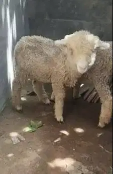 sepasang anakan bibit domba merino murmer ekonomisan 4 bln lucu unik