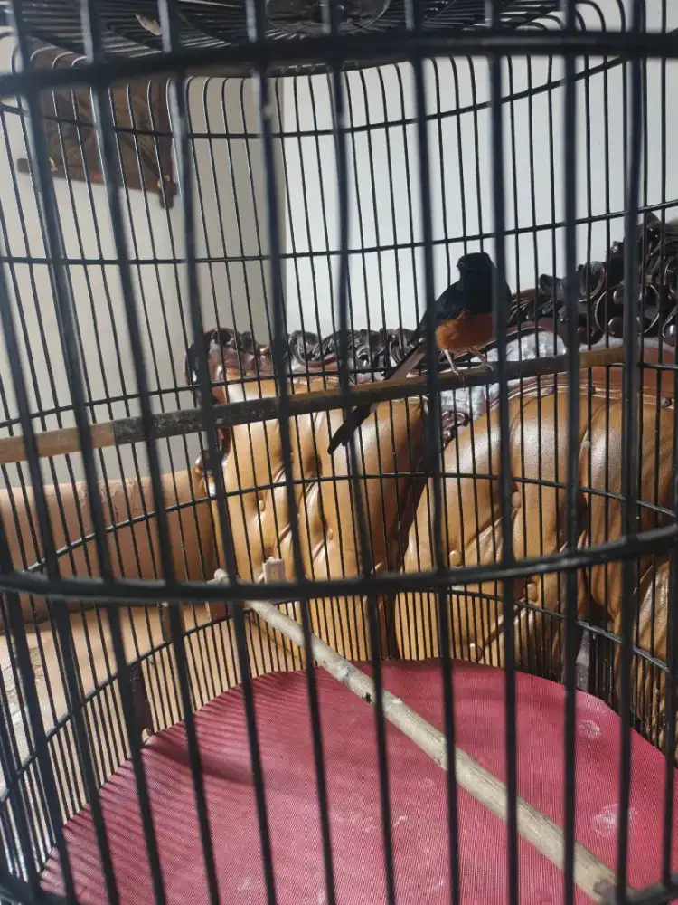 Murai batu hutan (medan)