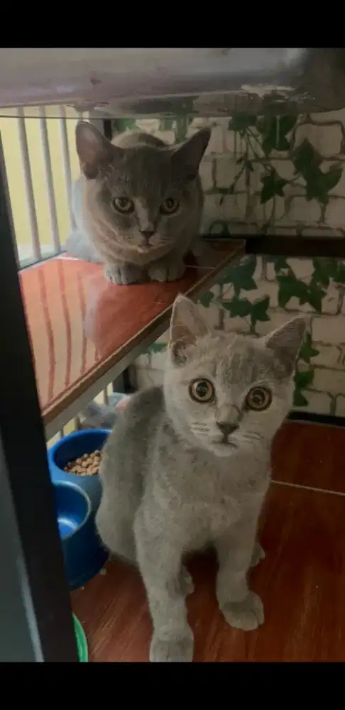 Kucing BRITISH SHORTHAIR