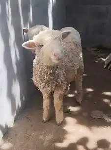 sepasang bibit anakan domba merino murmer 4 bln 1 jantan 1 betina unik