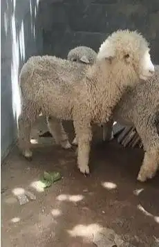 sepasang bibit anakan domba merino murmer 4 bln 1 jantan 1 betina unik