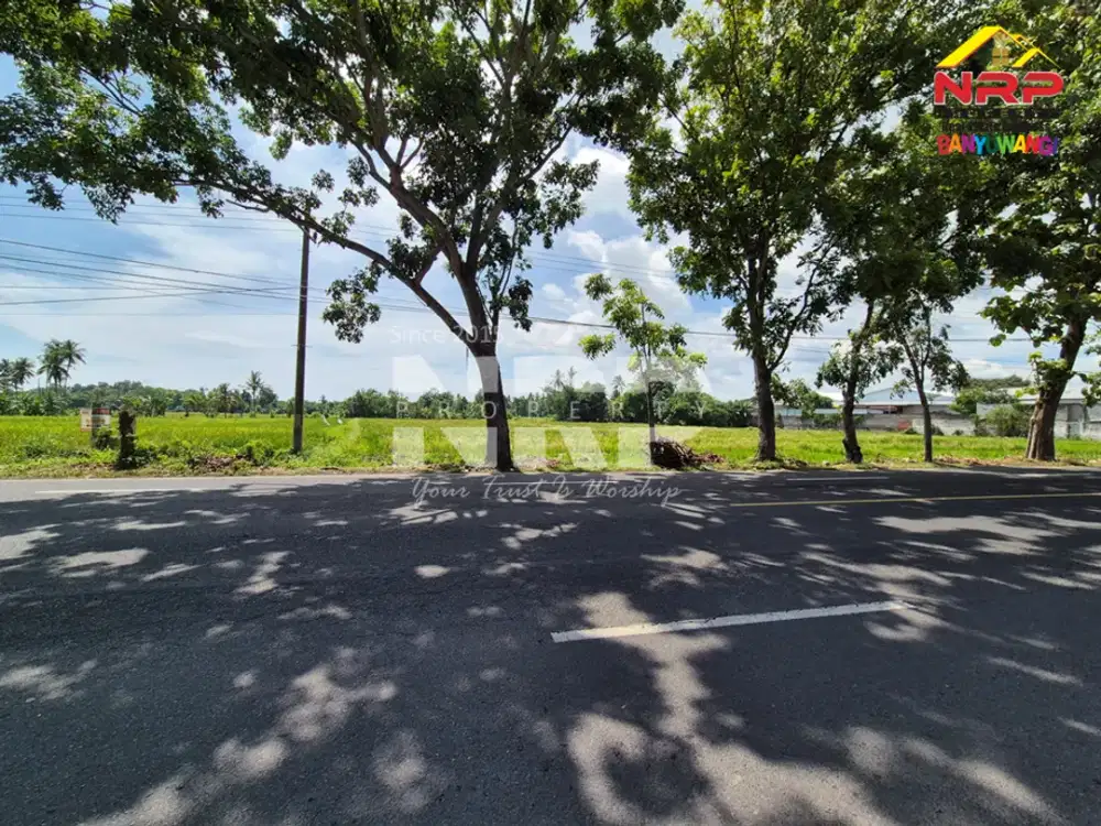 Peluang Investasi Strategis. Dijual Murah Banget Tanah depan POM Kabat, dekat kampus Poltek Banyuwangi.