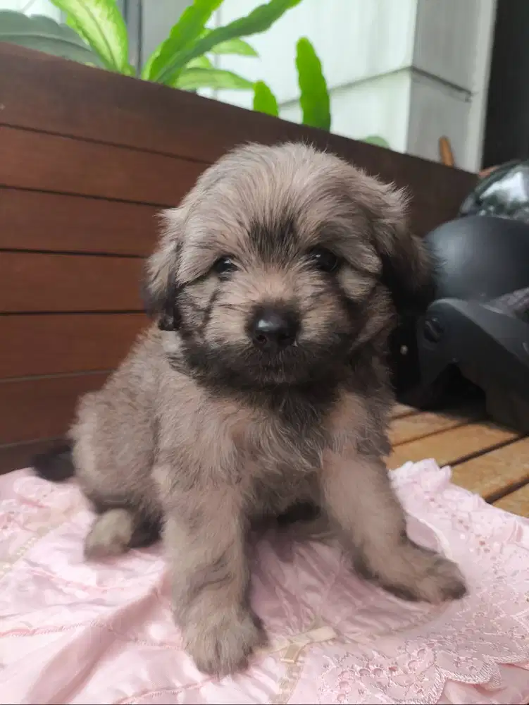 Anjing Maltipoo (maltese poodle yorkie)