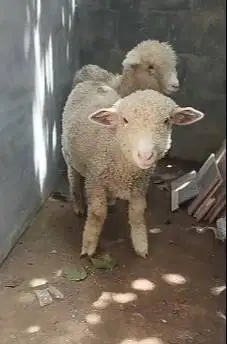 sepasang anakan bibit domba merino 4 bln 1 jantan 1 betina ekonomisan