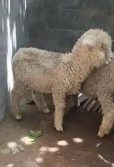 sepasang anakan bibit domba merino 4 bln 1 jantan 1 betina ekonomisan