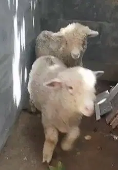 sepasang anakan bibit domba merino 4 bln 1 jantan 1 betina ekonomisan