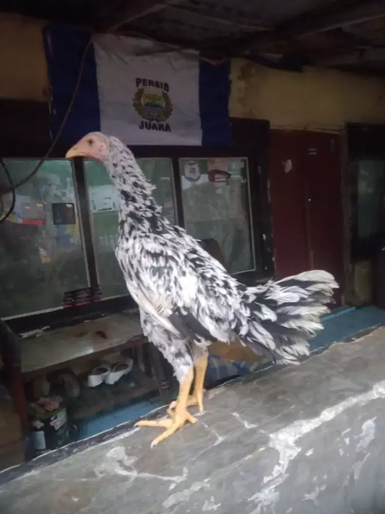 Ayam Bangkok betina Bonus pakan 5 kilo