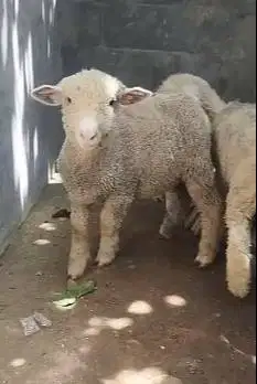 sepasang anakan cempe domba merino 4 bln 1 jantan 1 betina ekonomisan