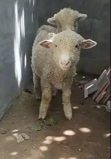 sepasang anakan cempe domba merino 4 bln 1 jantan 1 betina ekonomisan