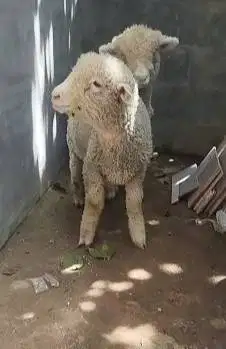 sepasang anakan bibit domba merino 4 bln 1 jantan 1 betina ekonomisan