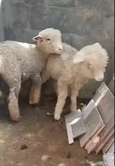 sepasang anakan bibit domba merino 4 bln 1 jantan 1 betina ekonomisan