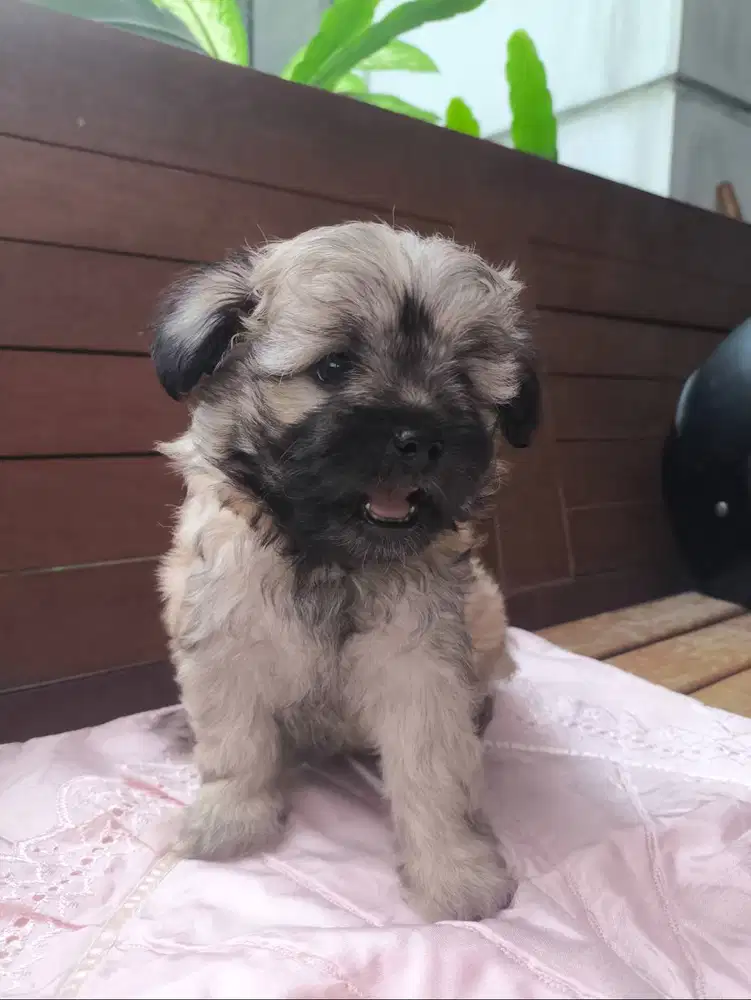 Anjing Maltipoo (maltese poodle yorkie)