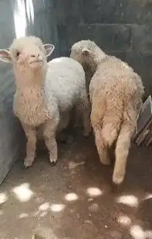 sepasang anakan bibit domba merino 1 jantan 1 betina ekonomisan 4 bln