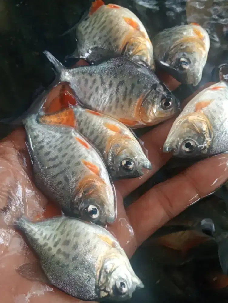 Jual bibit ikan bawal uk 2 jari