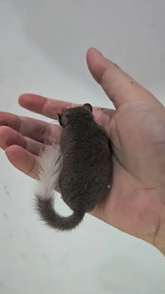 Dormice jinak jantan