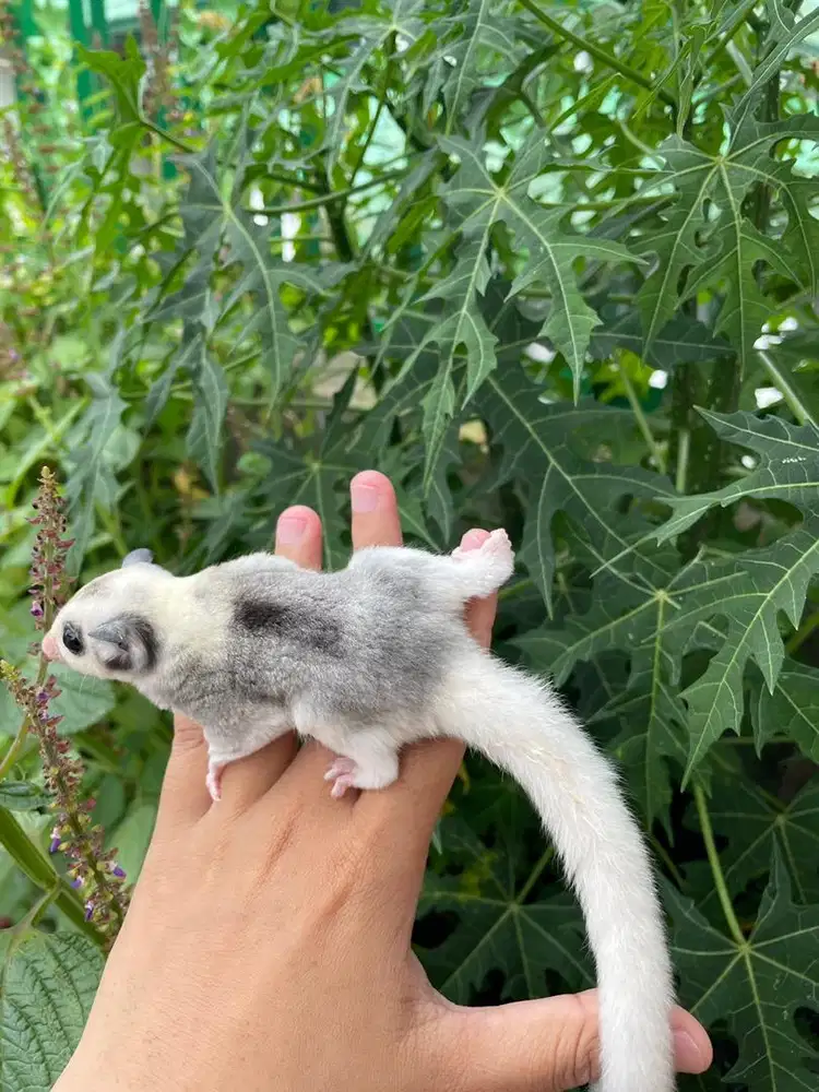 sugar glider varian mozaik