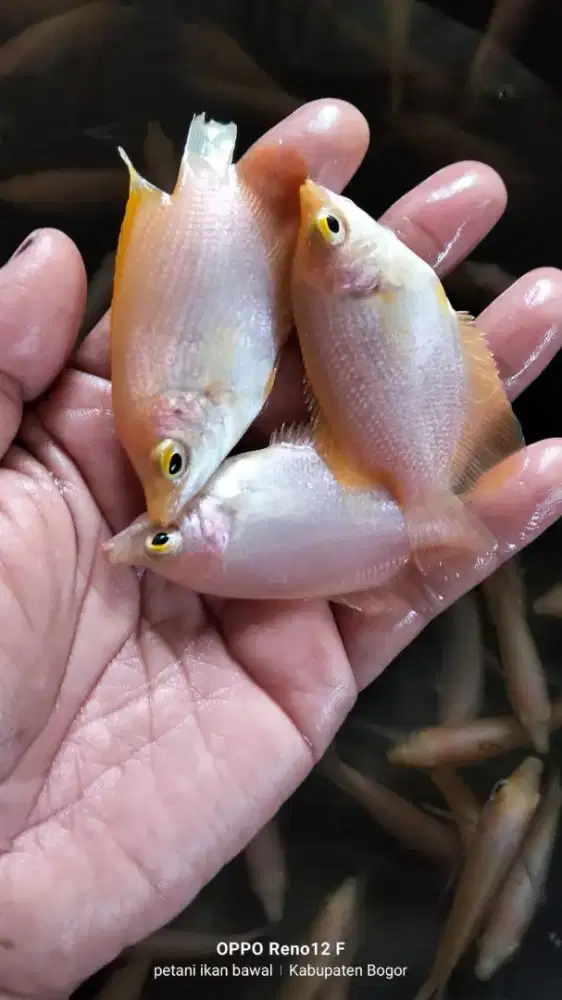 Jual ikan gurame padang uk 2 jari