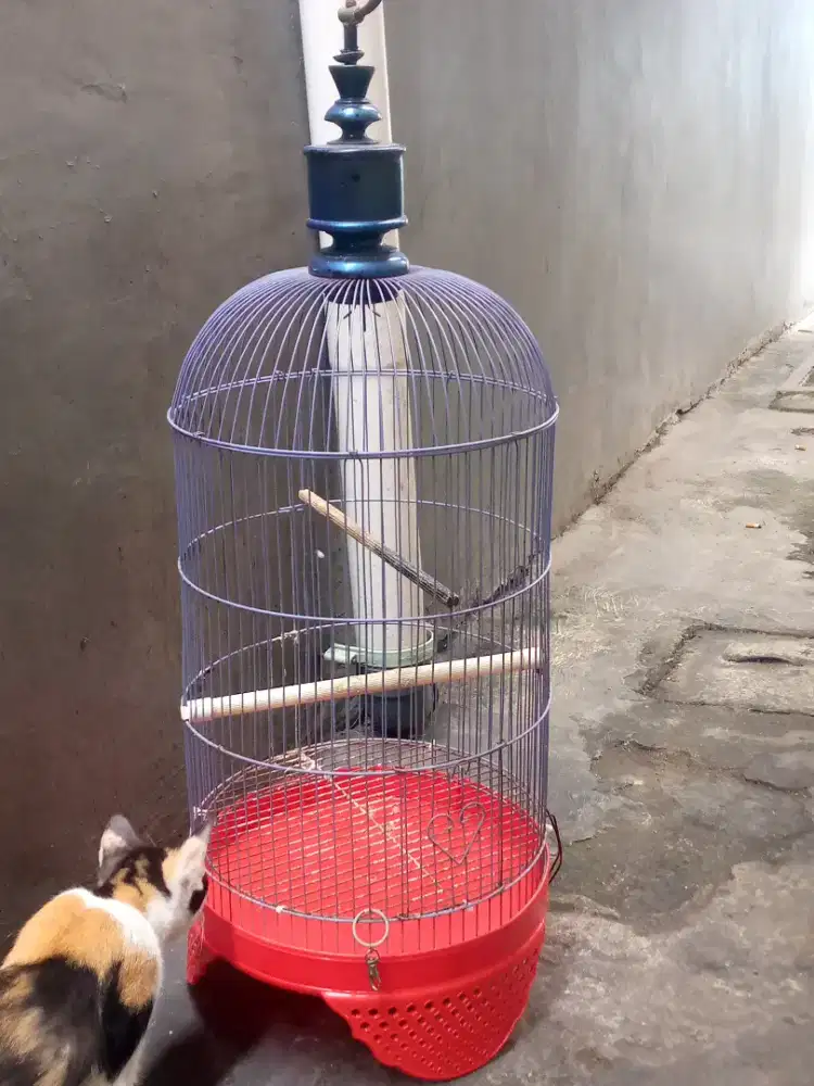 kandang burung lovebird