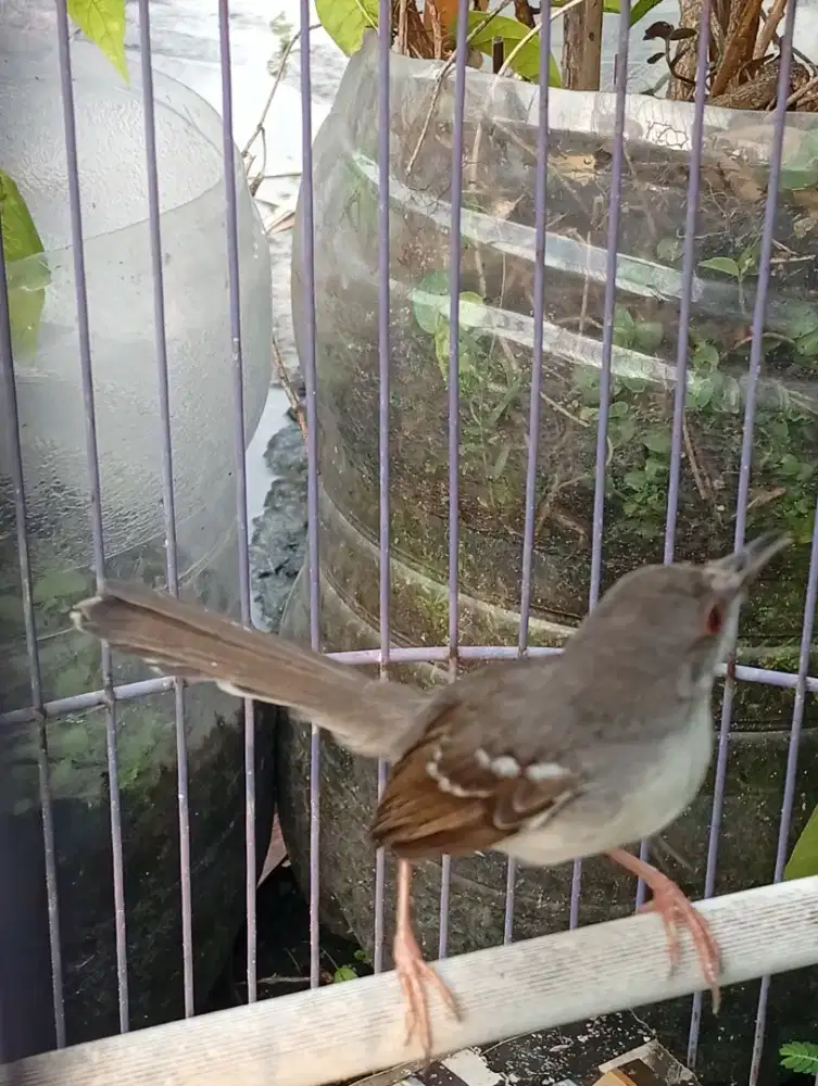 Burung prenjak putih/ ciblek harian bunyi