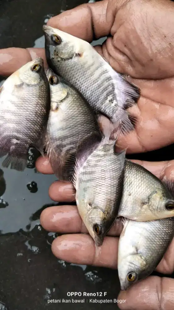 ikan gurame soang uk 2 jari